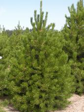 Lodgepole Pine